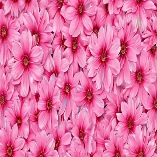 pink flower background