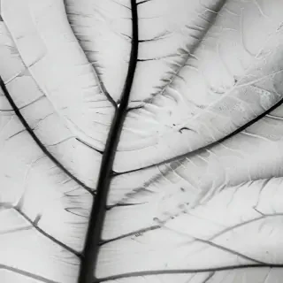leaf white and black