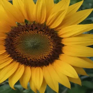 sunflower outline