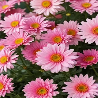 chrysanthemum png