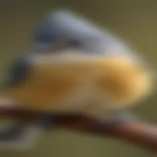 titmouse bird