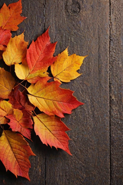 autumn leaves iphone wallpaper