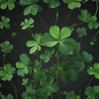 clover png