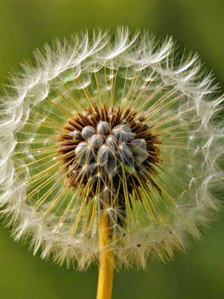 Regenerate an image of a dandelion flower in full bloom with vibrant yellow petals against a blurred green background.