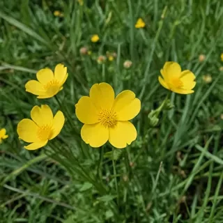 buttercup flower