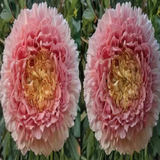 half brain half flowers