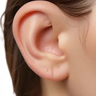 ear png
