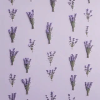 lavender aesthetic wallpaper