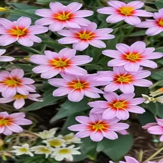 spring flowers