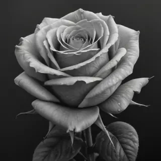 rose drawing black and white