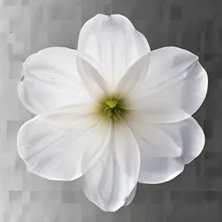 transparent white flower