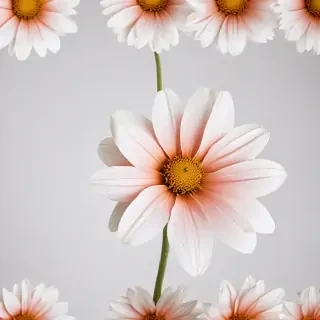 flower on white background