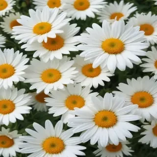 daisy background wallpaper