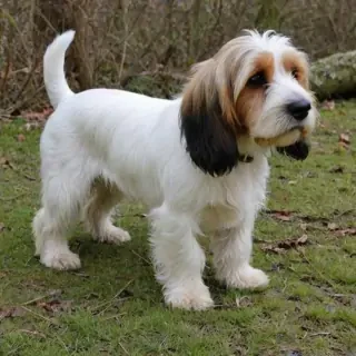 petit basset griffon vendeen