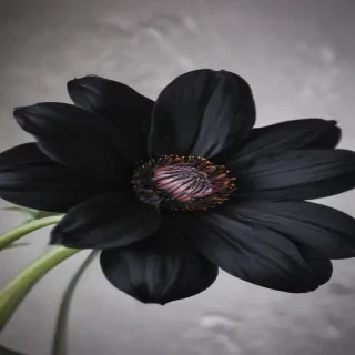 black flower