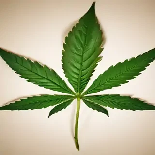 marijuana leaf