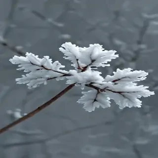 snow transparent