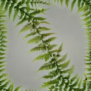 transparent fern png