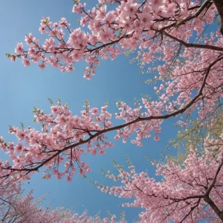 spring iphone