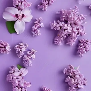 lilac background