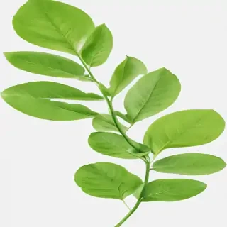 green leaf png