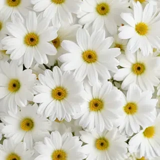 white flowers on white background