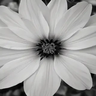 black and white flower