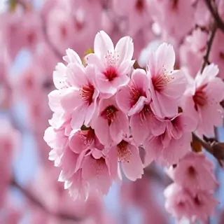 sakura blossom wallpaper