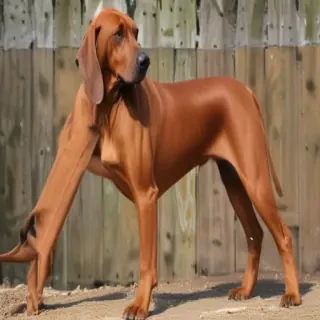 redbone coonhound