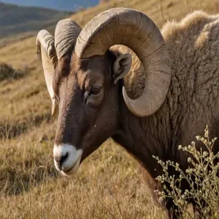ram animal