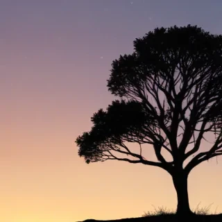 tree silhouette png