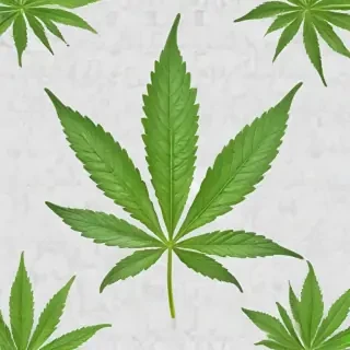 marijuana leaf transparent background