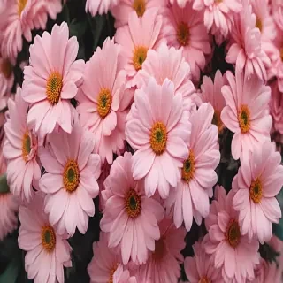 cute aesthetic flower wallpaper