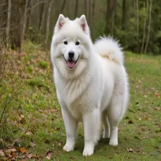 samoyed dog