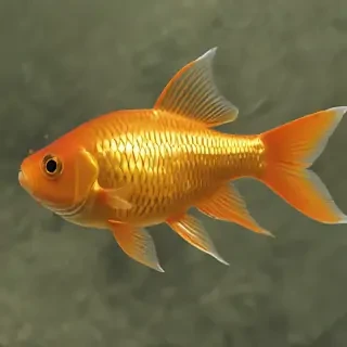 gold fish