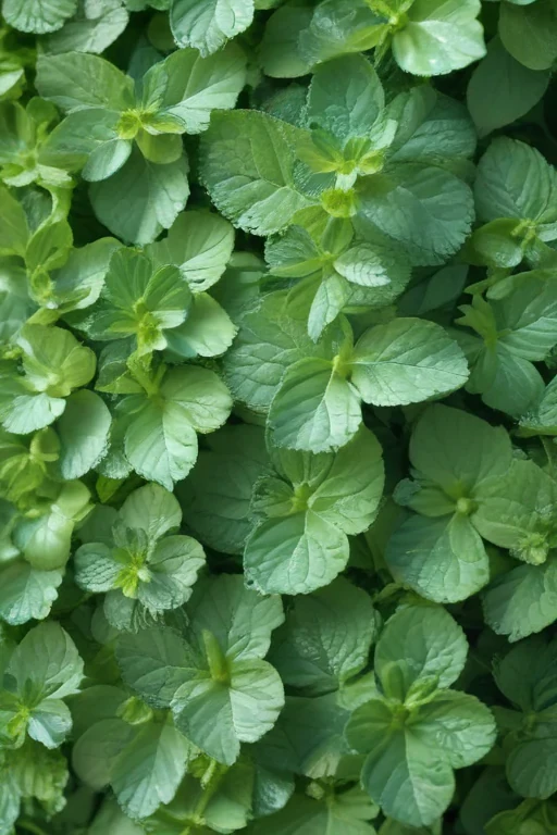 mint background
