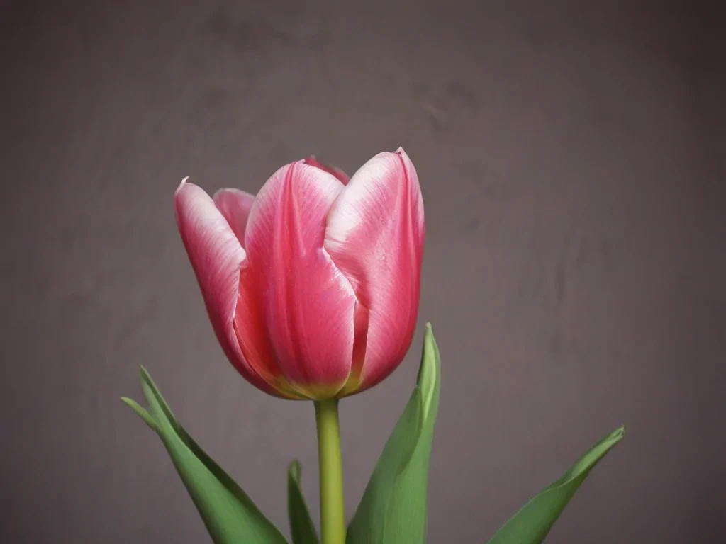 tulip iphone wallpaper