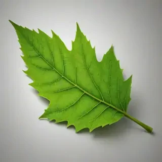 green leaf design