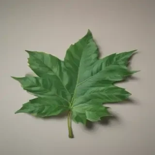 green leaf png