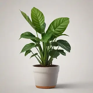 house plant png