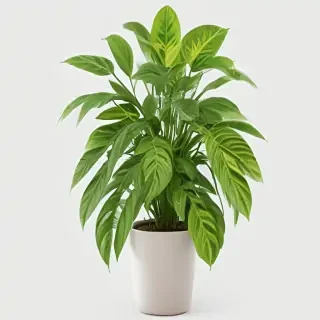 house plant png