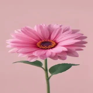 pink flower transparent background