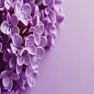 lilac wallpaper iphone