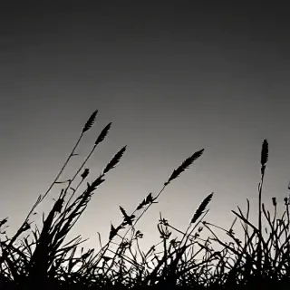 grass silhouette