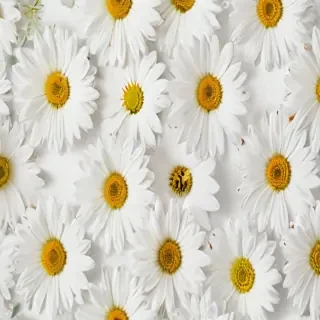 flower white background