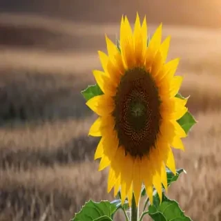 lock screen sunflower wallpaper