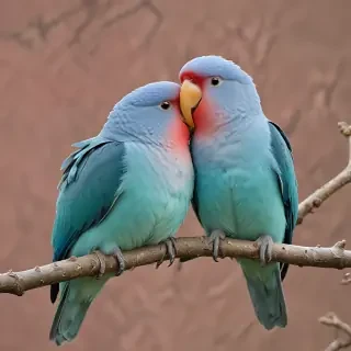 love birds