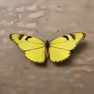 yellow butterfly