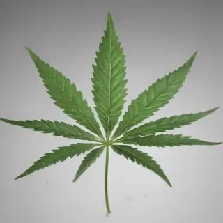 marijuana leaf transparent background