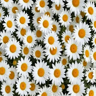 daisy background wallpaper